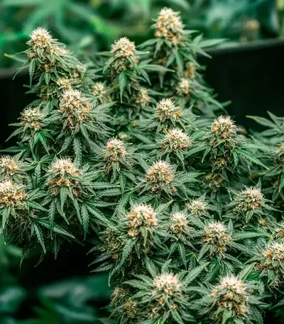 Russian Fuel Auto (Flash Seeds) Cannabis-Samen