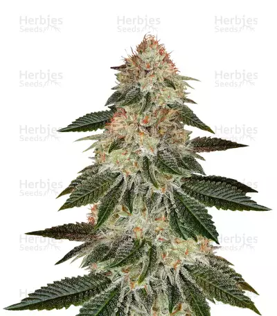 Stardawg (Blackskull Seeds) Cannabis-Samen