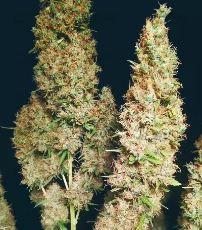 Wedding Glue Auto feminisierte Samen (Seedstockers)