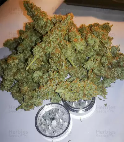 AK-77V strain