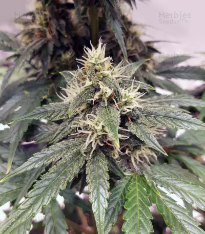 Auto Lemon Kix strain