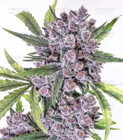 Auto Purple Gorilla (Short Stuff Seeds) Cannabis-Samen
