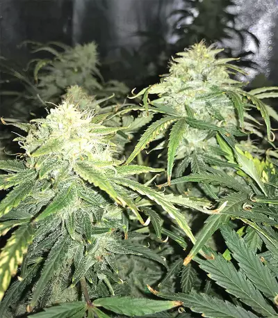Auto Purple Gorilla (Short Stuff Seeds) Cannabis-Samen