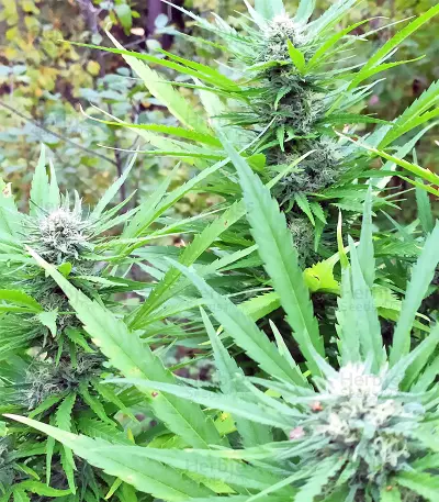 BCN Critical XXL