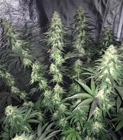 Berry Bomb (Bomb Seeds) Cannabis-Samen