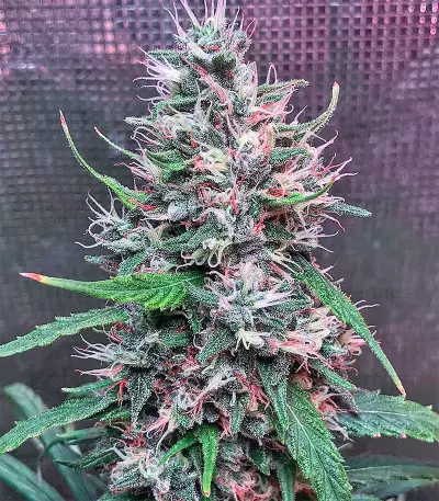 Bruce Banner #3 (Big Head Seeds) Cannabis-Samen
