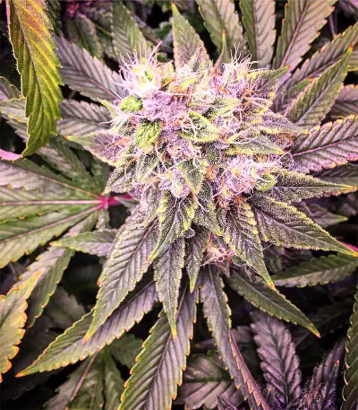 Chem Berry D regular (Dark Horse Genetics) Cannabis-Samen