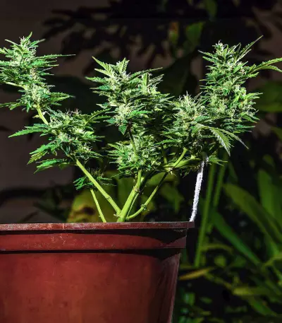 Choco Thai Auto-Samen (Herbies Seeds)