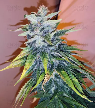 Cluster Bomb (Bomb Seeds)