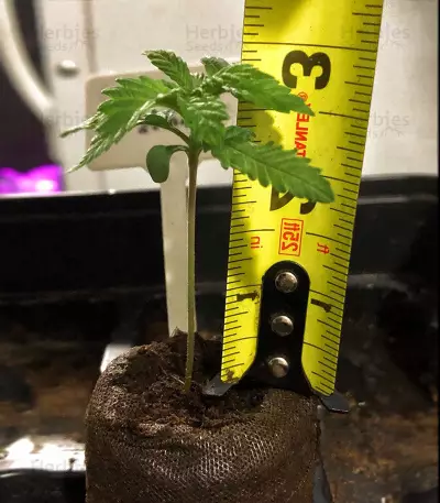 Critical Mass Regular (Mr. Nice Seedbank) Cannabis-Samen