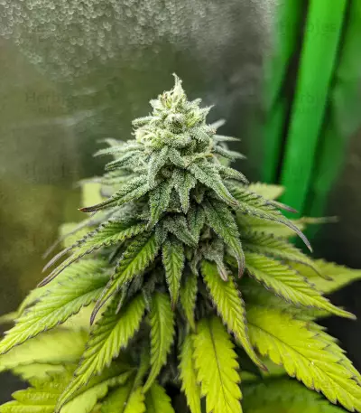 Critical Super Silver Haze (Delicious Seeds)