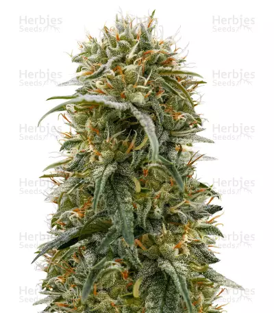 Durban-Thai x C99 (Brothers Grimm Seeds) Cannabis-Samen