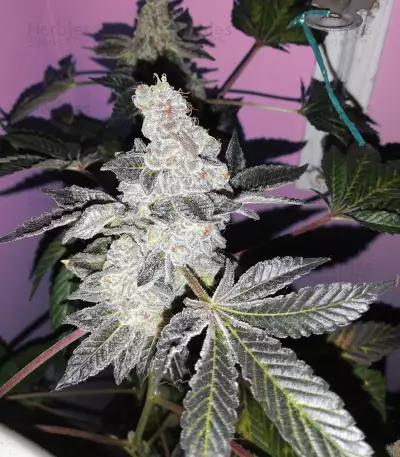 Girl Scout Cookies (BlimBurn Seeds) Cannabis-Samen