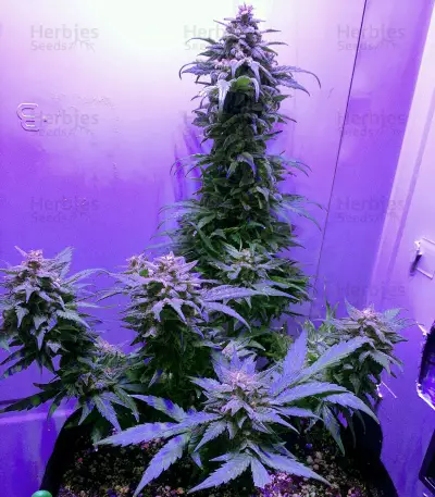 Heisenberg Special Auto (Mephisto Genetics) Cannabis-Samen