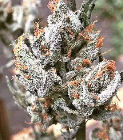 King's Banner regular (Dark Horse Genetics) Cannabis-Samen