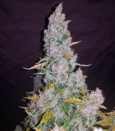 Kosher Dawg (DNA Genetics) Cannabis-Samen