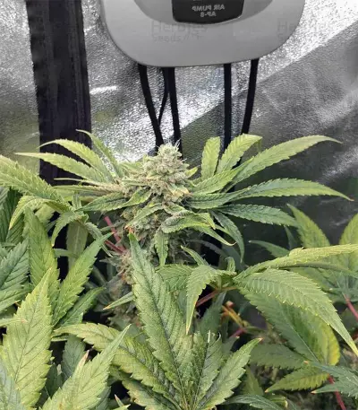 Kosher Sorbet (DNA Genetics) Cannabis-Samen