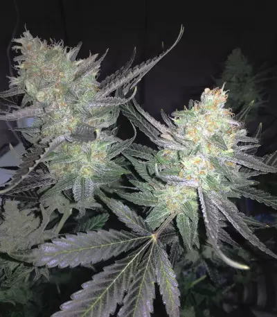 Melon Gum (Dr. Underground) Cannabis-Samen