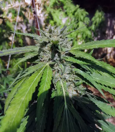 OGKZ (Humboldt Seeds Organization) Cannabis-Samen