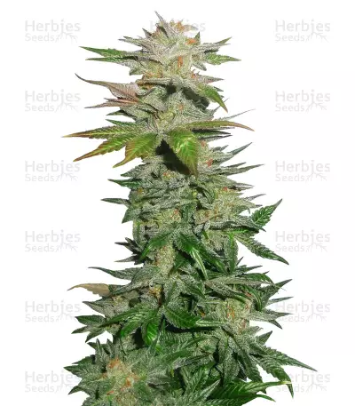 Ortega regular (Mr. Nice Seedbank) Cannabis-Samen