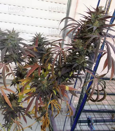 PainKiller (Dr. Underground) Cannabis-Samen