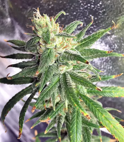 Pakistan Chitral Kush Standard (Ace Seeds) Cannabis-Samen