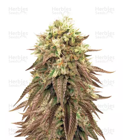 Peyote Purple Regular (CannaBioGen) Cannabis-Samen