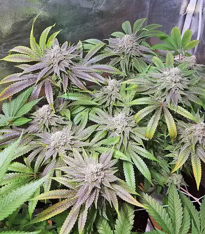 Pineapple (Seedstockers) Cannabis-Samen