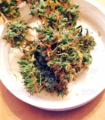 Purple Haze x Malawi (Ace Seeds) Cannabis-Samen