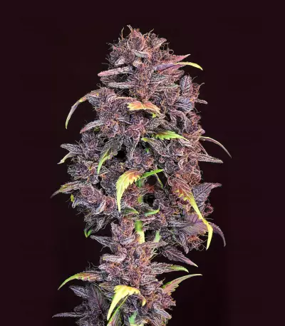 Purple Lemonade Auto feminisierte Samen (Fast Buds)