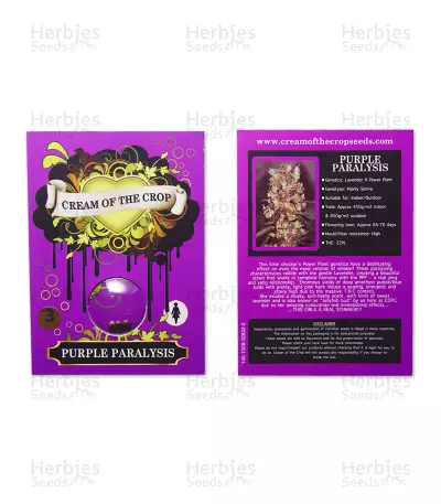 Purple Paralysis (Cream of the Crop Seeds) Cannabis-Samen