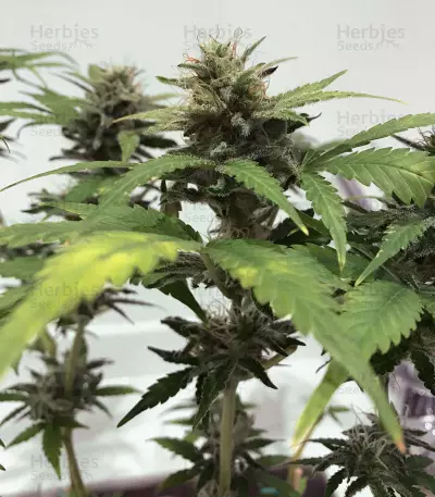 Skunk #1 (Sensi Seeds) Cannabis-Samen