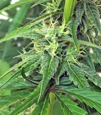 Thai Chi (Ace Seeds) Cannabis-Samen