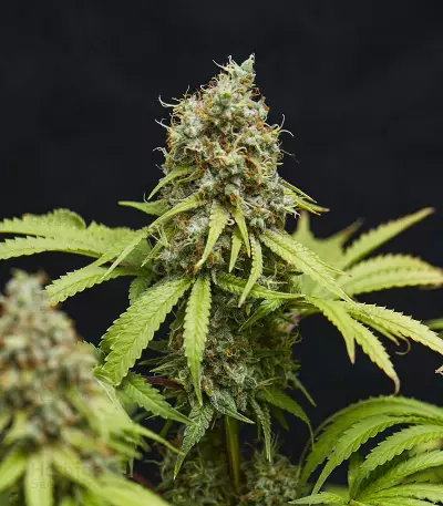 Trainwreck (Humboldt Seeds Organization) Cannabis-Samen