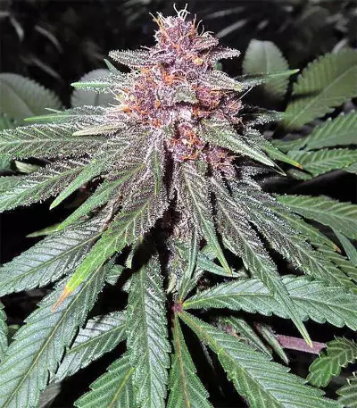 Violeta (Ace Seeds) Cannabis-Samen