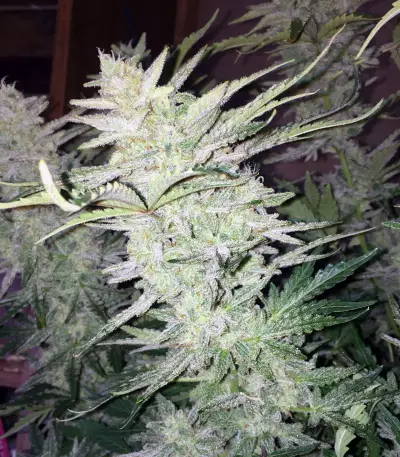 Walter White Auto (Mephisto Genetics) Cannabis-Samen