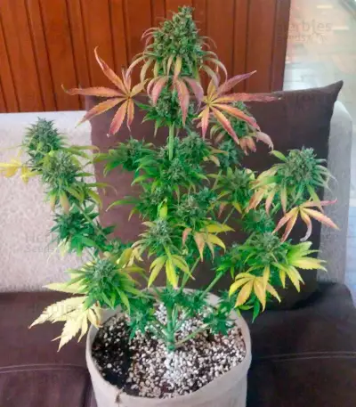 Big Devil XL Auto