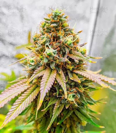 Bruce Banner Fast Version feminisierte Samen (EGS)