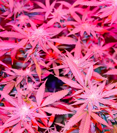 Different GG#4 feminisierte Samen (AlphaFem Seeds)
