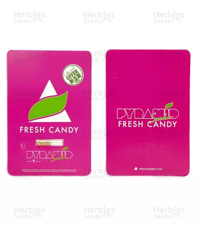 Fresh Candy (Pyramid Seeds) Cannabis-Samen