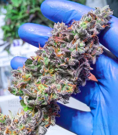 Glue Cookies feminisierte Samen (AlphaFem Seeds)