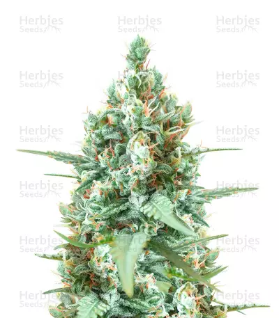 Sticky Auto Mix feminisierte Samen (Herbies Seeds)