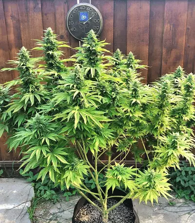 Gorilla G4 Auto (BlimBurn Seeds) Cannabis-Samen