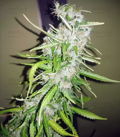 NLX Diamond Auto (Kera Seeds) Cannabis-Samen