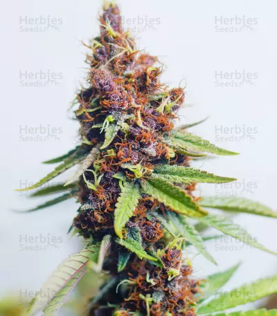 Purple Punch OG Samen feminisiert (Sweet Seeds)
