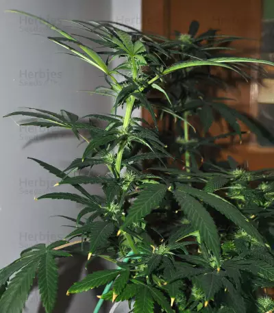 Sensi #32 (Sensi Seeds) Cannabis-Samen