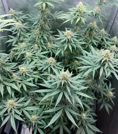 Sour Diesel feminisierte Samen (Barney’s Farm)