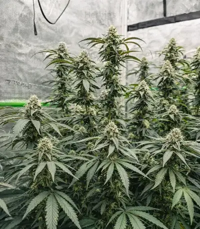All The Sauces R1 (Ethos Genetics)