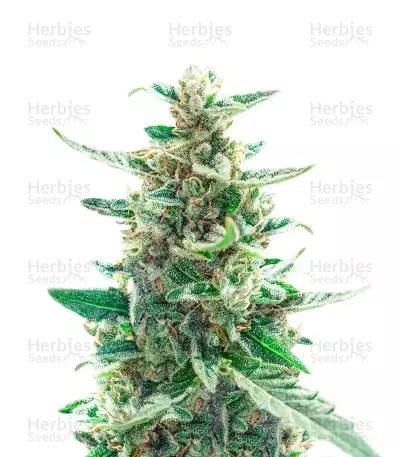 California Special (K.C. Brains Seeds)