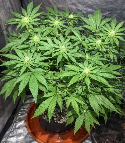 CBD Hammer Shark (CBD Botanic Seeds)